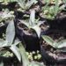 Gobierno estatal entrega más de 7 millones de plantas de agave mezcalero