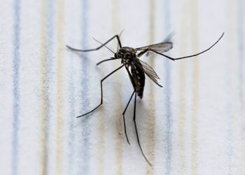 Reportan 16 personas hospitalizadas por dengue