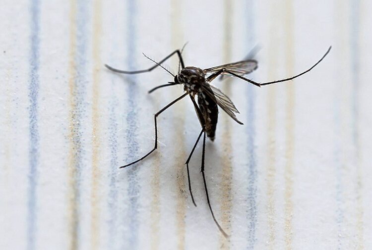 Reportan 16 personas hospitalizadas por dengue