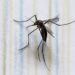 Reportan 16 personas hospitalizadas por dengue