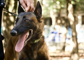 Rocky, el nuevo guardián del Parque Juárez
