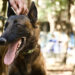 Rocky, el nuevo guardián del Parque Juárez