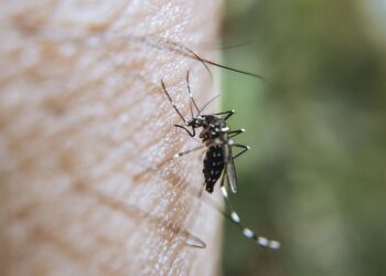 No se reportan defunciones ni personas hospitalizadas por dengue