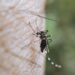 No se reportan defunciones ni personas hospitalizadas por dengue