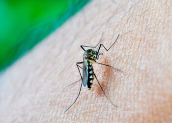 Reportan 2 mil 673 casos acumulados de dengue