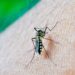 Reportan 2 mil 673 casos acumulados de dengue