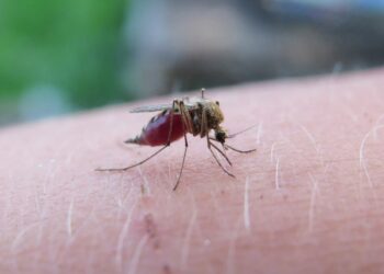 Puebla acumula 2 mil 942 casos de dengue
