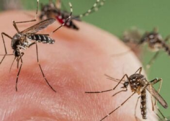 Reportan 26 casos de dengue y 2 hospitalizados