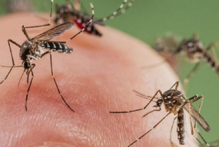 Reportan 26 casos de dengue y 2 hospitalizados