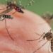 Reportan 26 casos de dengue y 2 hospitalizados