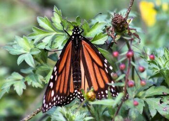 Datos curiosos de la temporada de mariposa monarca