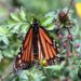 Datos curiosos de la temporada de mariposa monarca
