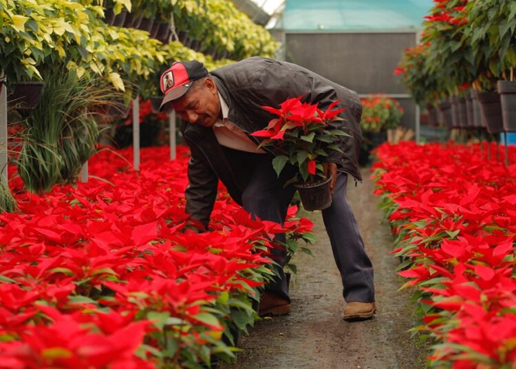 Puebla, en el top 3 nacional de producción de nochebuena