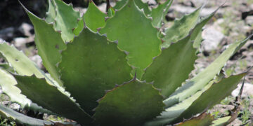 Sembrando el futuro sostenible del agave poblano