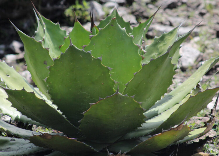 Sembrando el futuro sostenible del agave poblano