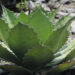 Sembrando el futuro sostenible del agave poblano