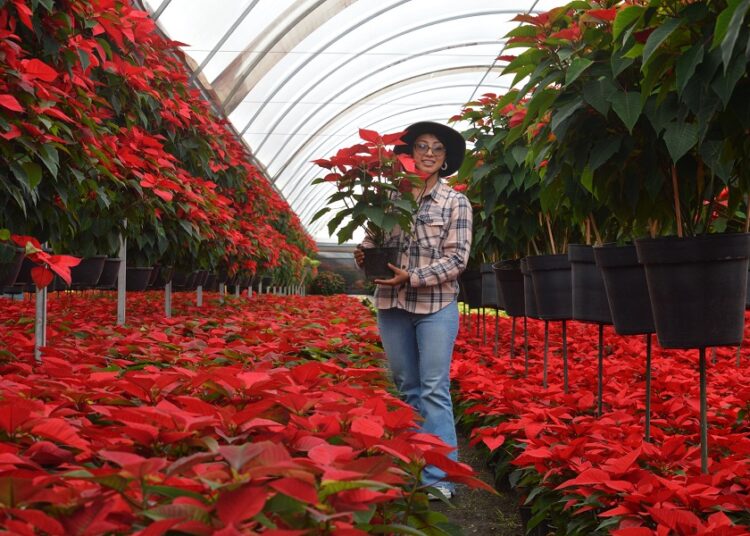 Promueven venta de flor de nochebuena