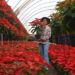 Promueven venta de flor de nochebuena