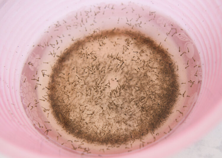 Permanecen cuatro personas hospitalizadas por dengue: Salud