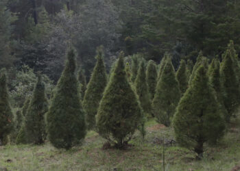 Árboles navideños