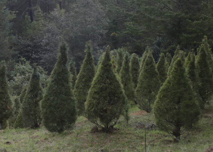 Árboles navideños
