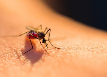 Casos de dengue se concentran en 5 municipios