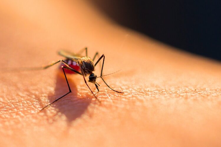 Casos de dengue se concentran en 5 municipios