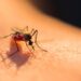 Casos de dengue se concentran en 5 municipios