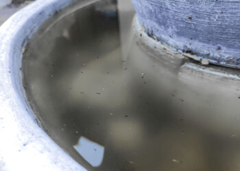 En Puebla, 105 municipios registran casos de dengue: Salud