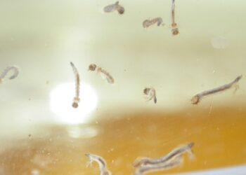 Ascienden casos acumulados de dengue a 3 mil 23