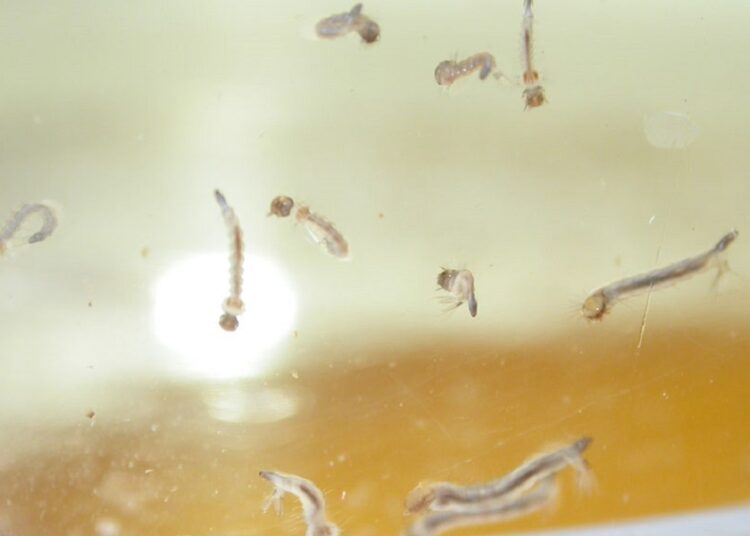 Ascienden casos acumulados de dengue a 3 mil 23