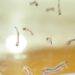 Ascienden casos acumulados de dengue a 3 mil 23
