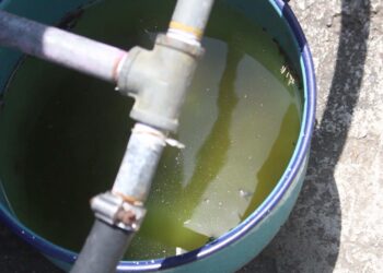 Reporta Salud 37 contagios por dengue en las últimas 24 horas