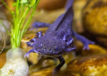 UNAM lanza la iniciativa conservacionista ‘Adoptaxolotl’