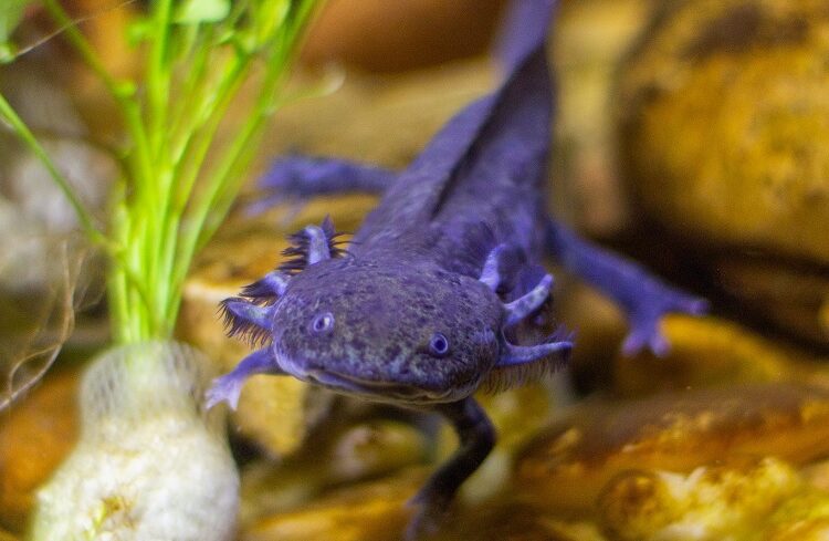 UNAM lanza la iniciativa conservacionista ‘Adoptaxolotl’