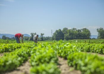 1.8 millones de hectáreas con vocación agropecuaria en Puebla