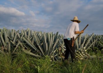 Proponen Ley de Fomento y Protección del Agave