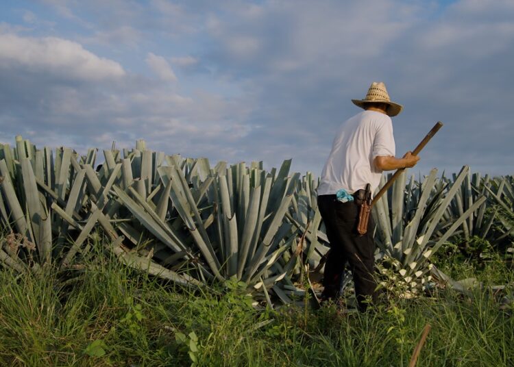 Proponen Ley de Fomento y Protección del Agave