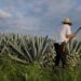 Proponen Ley de Fomento y Protección del Agave