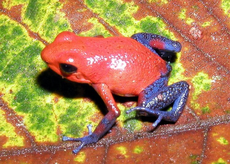 México, el país con más animales venenosos en el mundo
