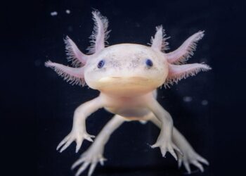 Ajolotes, los monstruos más fascinantes 