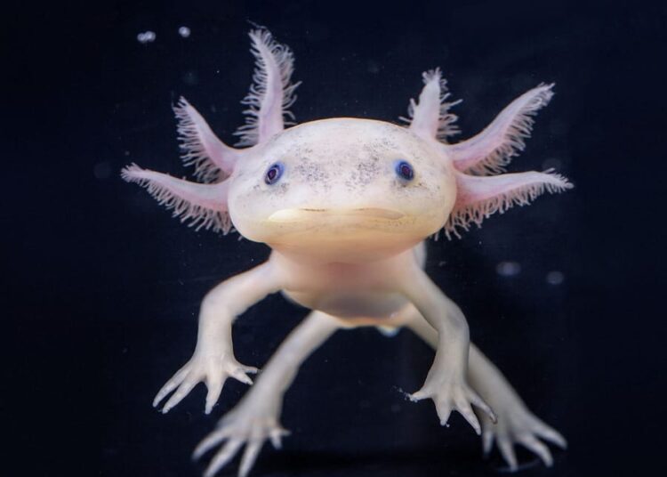 Ajolotes, los monstruos más fascinantes