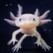 Ajolotes, los monstruos más fascinantes 