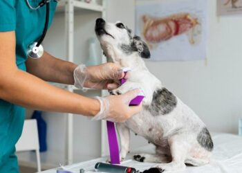 Cómo afecta la pirotecnia a los perros