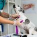 Cómo afecta la pirotecnia a los perros