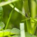 Se reportan 11 casos de dengue