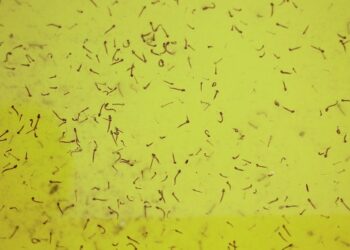 Reportan 6 casos de dengue en últimas 24 horas