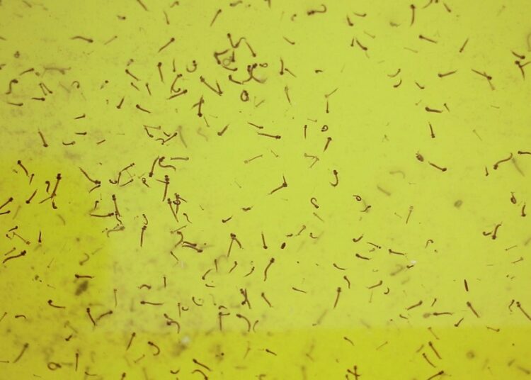 Reportan 6 casos de dengue en últimas 24 horas