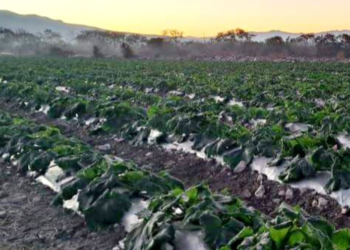 Gobierno de Puebla atiende afectaciones por helada