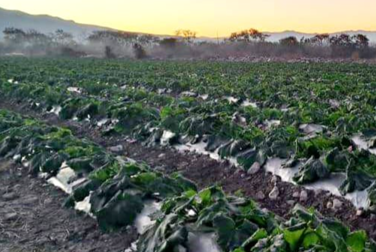 Gobierno de Puebla atiende afectaciones por helada